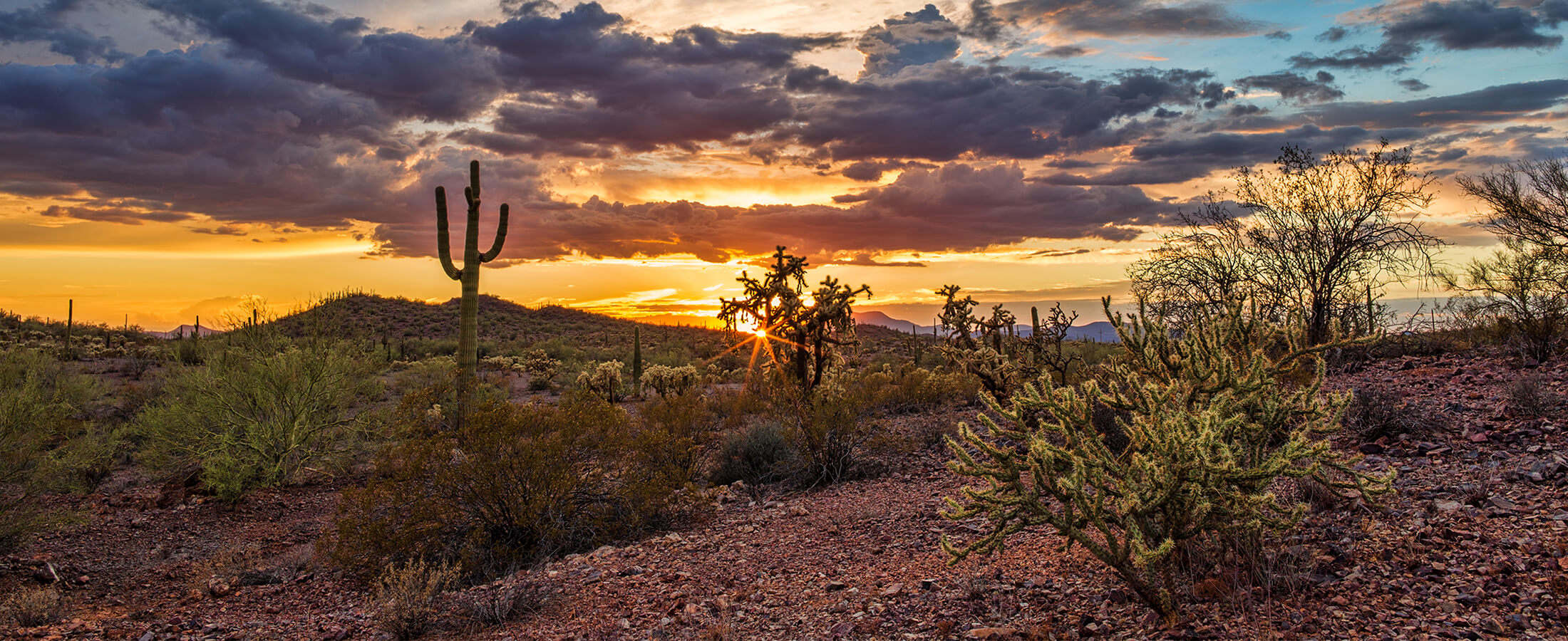 Albany Apartments Apartments in Mesa, AZ